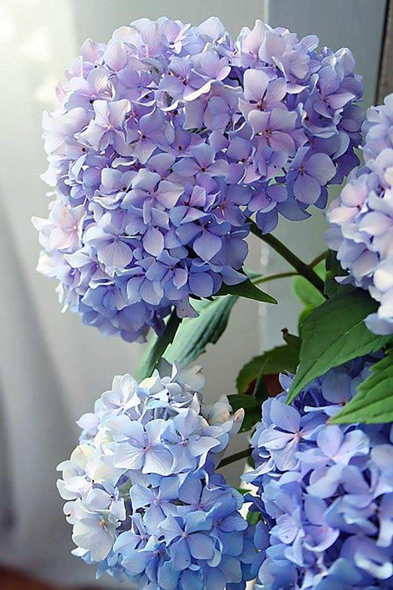 Happily Hydrangea