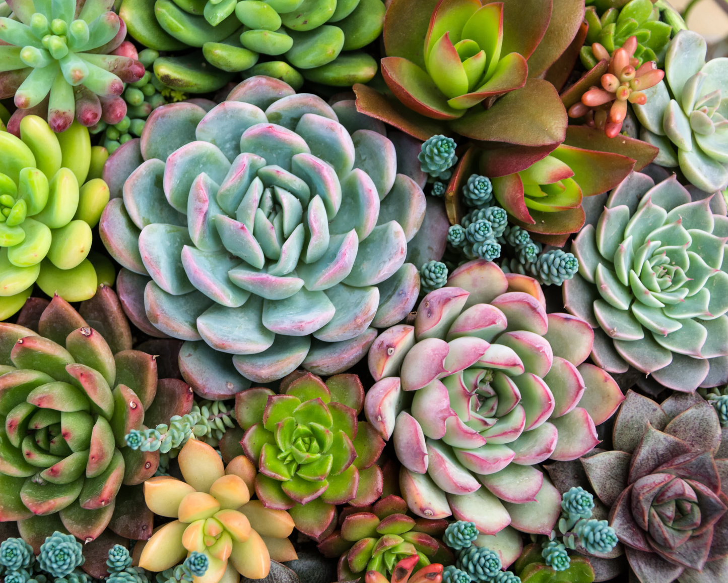 Sensitive Succulents